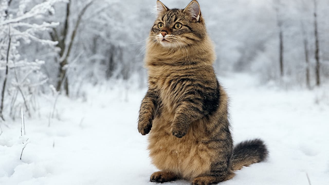 雪に覆われた冬の庭で、シベリアン猫がミーアキャットのように後ろ足で立ち、前足を胸に寄せて遠くを見つめる。ふわふわの毛に雪が付き、背景には白く凍った木々が並ぶ