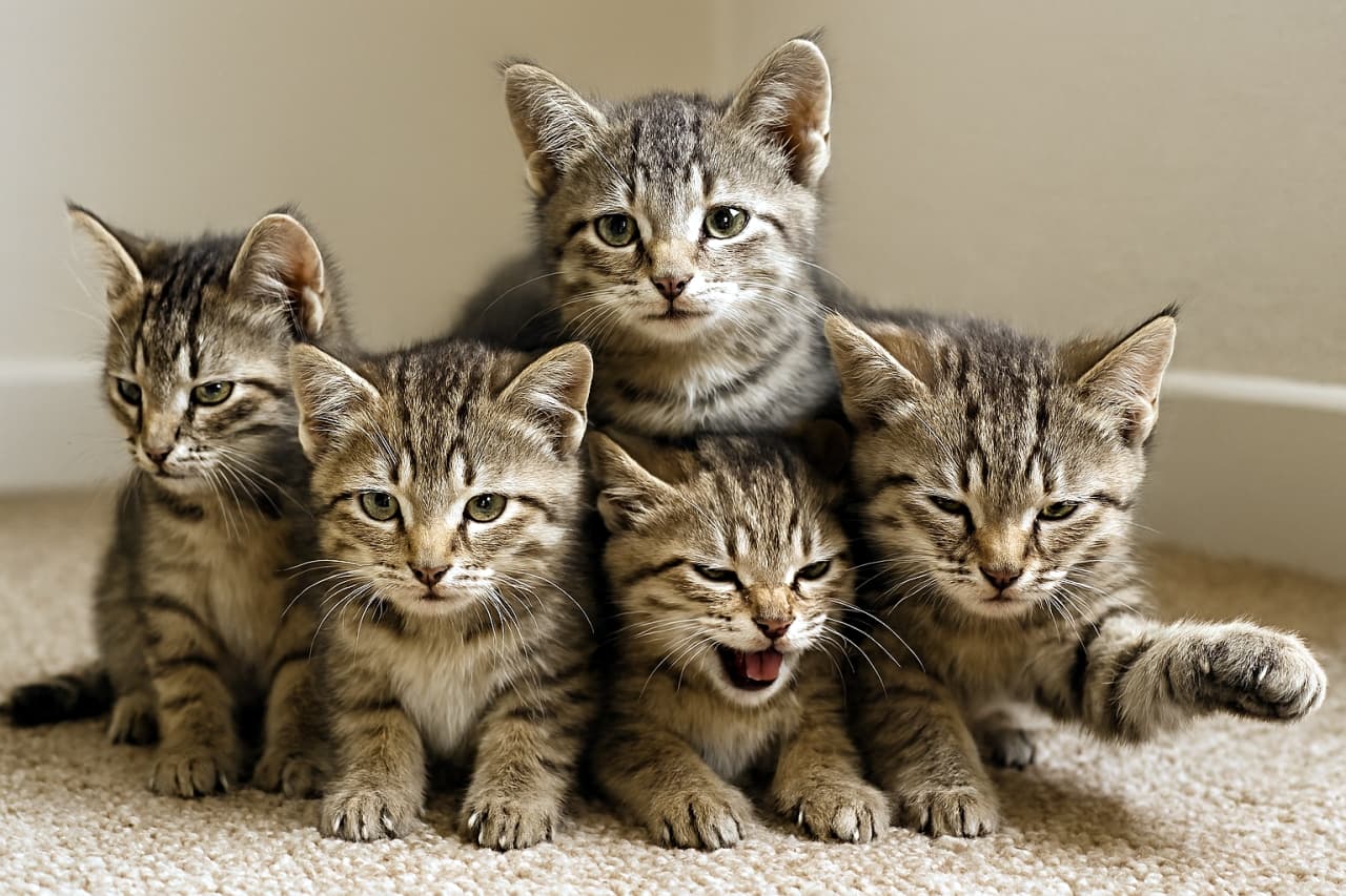 Five tabby kittens huddled together on a beige carpet, each showing a unique expression—curious, alert, and slightly tense. The central kitten stands slightly elevated, while the others sit closely with perked ears and wide eyes. Their striped fur and soft textures are captured in high detail.