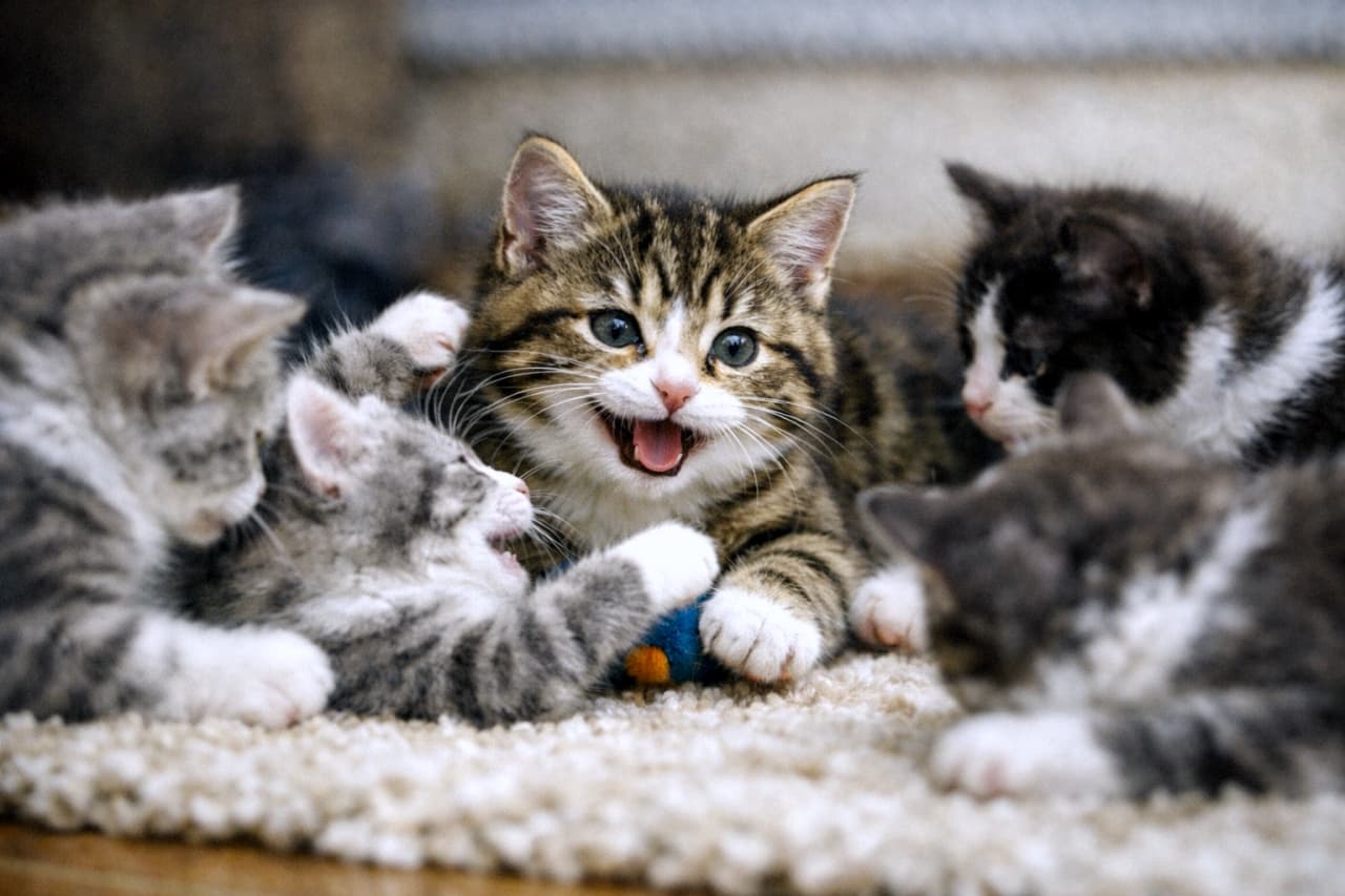 「さっきまでの猫見知りが嘘のよう。すっかり仲間と打ち解けて、無邪気な笑顔を見せながら全力でじゃれ合っています。 #子猫 #笑顔の猫 #仲良し」A photograph of the tabby and white kitten completely comfortable with the others, playfully interacting with a wide, smile-like expression. 他の子猫たちと完全に打ち解け、口を大きく開けて笑顔のような表情で楽しそうにじゃれ合うキジ白の子猫の写真