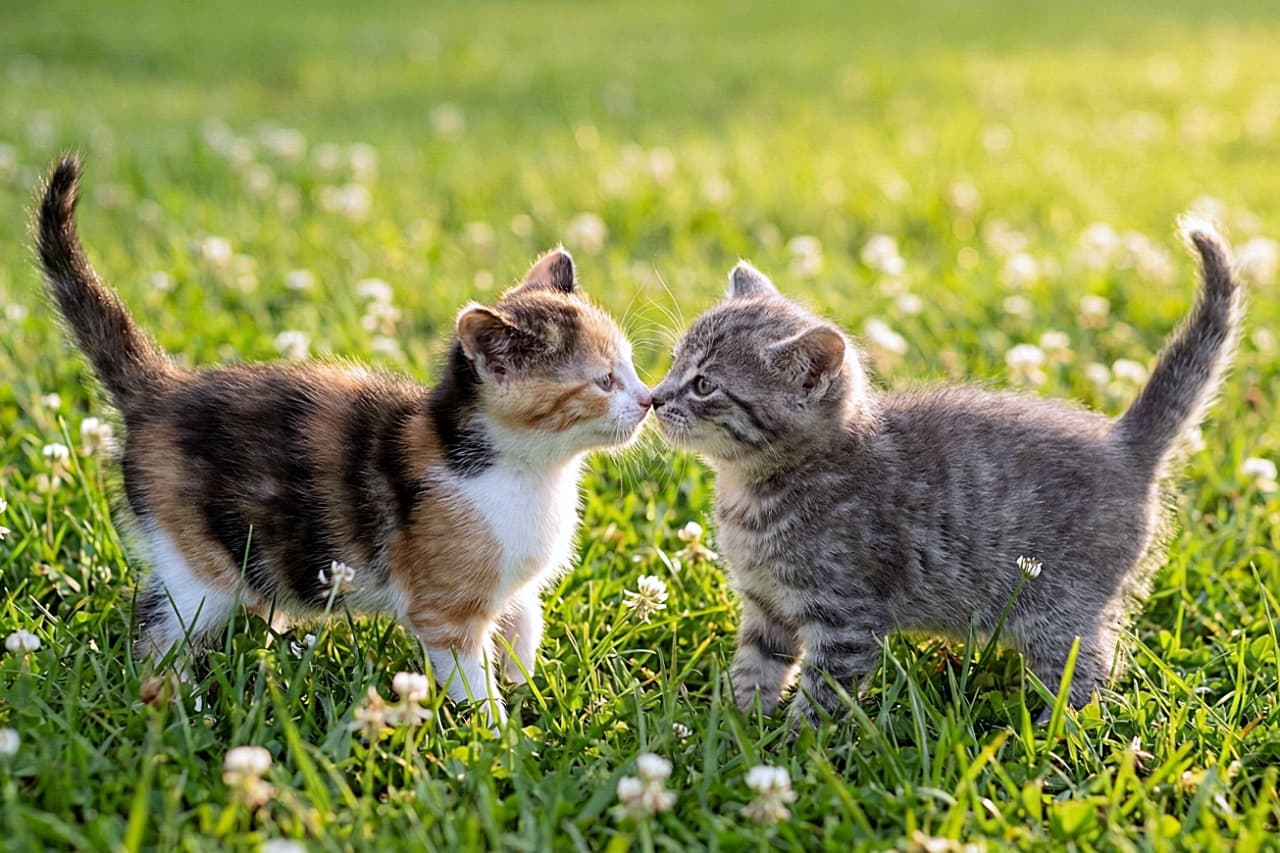 「尻尾をくるんと立ててご挨拶🐾 黄金色の光の中で鼻ツンする2匹のシルエットが絵本みたい🌼」A candid, shallow depth of field photo of a tiny calico kitten and a grey tabby kitten gently touching noses in a lush field. Their tails are playfully curved upwards, and the background is a smooth, warm golden blur of afternoon light and small white wildflowers. 黄金色の柔らかな午後の光に包まれた草地で、鼻先を優しく合わせる三毛猫とサバトラの子猫。2匹とも尻尾の先をくるんと可愛らしくカーブさせており、背景には白い野花となめらかなボケ感が広がっている自然な写真
