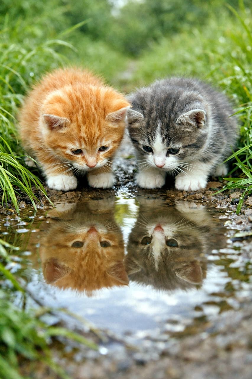 「水たまりの中に、もうひとつの世界。初めて出会う「ぼくたち」に、そっと見入る子猫たち」Two curious kittens under eight weeks old look into a small puddle on a grassy path, their reflections clearly visible in the water under natural light. 草の小道にできた小さな水たまりを、8週齢未満の2匹の子猫が覗き込み、水面に映る自分たちの姿を見つめている様子
