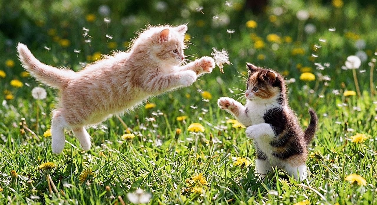 「綿毛に向かって大ジャーーンプ！💨 空中を飛ぶ茶トラちゃんと立ち上がる三毛ちゃんの躍動感がスゴイ🌼🐾」A dynamic action shot of two tiny, fluffy kittens playing in a sunny green meadow dotted with dandelions. The ginger kitten on the left is leaping high into the air towards the right to catch floating dandelion fluff, while the calico kitten stands on its hind legs ready to play. タンポポが咲き誇る日当たりの良い草原で遊ぶ、2匹の小さな子猫のダイナミックなアクション写真。左側の茶トラの子猫が宙を舞う綿毛に向かって空中に大きくジャンプし、右側の三毛猫が後ろ足で立ち上がってそれを見つめている