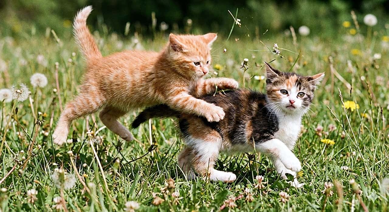 「「とうっ！」🐈💨 三毛ちゃんの背中めがけて、茶トラちゃんが元気いっぱいにダイブする決定的瞬間！🤣」A funny action shot of an orange tabby kitten, under 8 weeks old, playfully leaping mid-air to climb onto the back of a walking calico-mix kitten in a grassy field dotted with dandelions. The bottom kitten is bracing itself for the sudden pounce. たんぽぽの綿毛が咲く緑の草地で、生後8週未満の茶トラの子猫が、歩いている三毛混じりの子猫の背中に遊び半分で飛び乗ろうと空中にジャンプしているコミカルなアクション写真。下の子猫は突然のダイブに対して身構えながら踏ん張っている