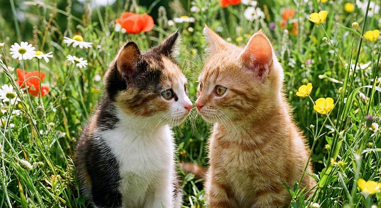「「ねえねえ、なにして遊ぶ？」🌼 お花畑の中でじーっと見つめ合う三毛ちゃんと茶トラちゃん。2匹だけの尊い世界💕」A close-up, emotional photograph of two kittens, under 8 weeks old, sitting and facing each other in a green meadow filled with wildflowers. A calico kitten on the left and a ginger tabby kitten on the right are looking directly into each other's bright, curious eyes. 白、黄色、赤の野花が咲く緑の草原で、向かい合って座る生後8週未満の2匹の子猫のクローズアップ写真。左の三毛猫と右の茶トラの子猫が、明るく好奇心に満ちた瞳でお互いの目をじっと見つめ合っているエモーショナルな瞬間