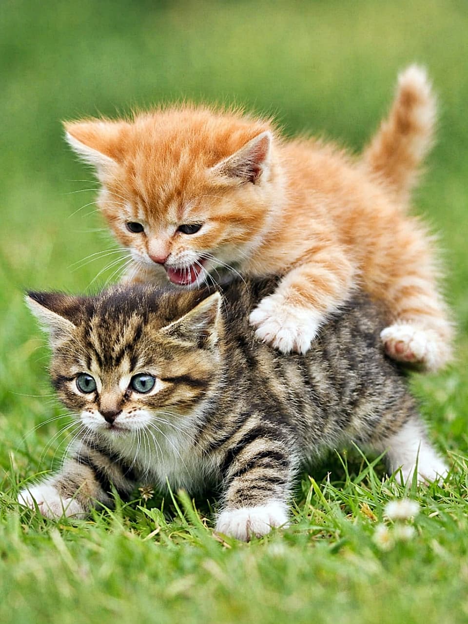 「登る！耐える！子猫プロレス第1ラウンド、勝敗は風のみぞ知る🐾」Two kittens under 8 weeks old play in a grassy field, one kitten climbing onto the other's back while the bottom kitten braces itself. Funny action moment. 生後8週未満の子猫2匹が草原で遊んでいる。1匹がもう1匹の背中によじ登ろうとし、下の子猫が踏ん張っているユーモラスな瞬間