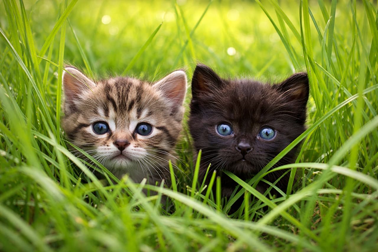 「隠れているつもりでも、好奇心は隠せない。草の海に浮かぶ、小さなふたつの顔る」A tabby kitten and a black kitten under eight weeks old peer out from tall meadow grass, their bright eyes catching natural light. 自然光に照らされ、草原の草むらから顔を出す生後8週未満のキジトラ子猫と黒子猫