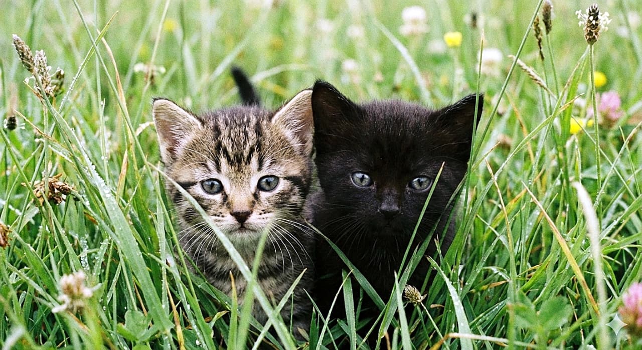 「草むらからひょっこりお顔を拝見！🌿 キジトラちゃんと黒猫ちゃんの、好奇心いっぱいな瞳にキュン💕」A candid shot in natural light of two tiny kitten faces, one tabby and one black, peeking out from between tall blades of wet green grass in a meadow. Only their heads and curious eyes are clearly visible as they look directly forward. 水滴のついた背の高い緑の草むらから、ひょっこりと顔を覗かせるキジトラと黒猫の小さな子猫たちの自然な写真。好奇心旺盛な目と可愛らしい顔だけが見えており、真っ直ぐにこちらを見つめている