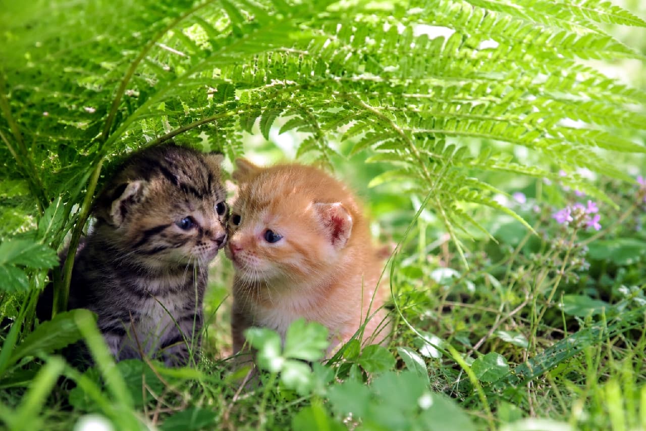 「「ねぇねぇ、あのね…🤫」シダの葉っぱの傘の下で、小さなキジトラちゃんと茶トラちゃんが可愛い内緒話中💕🌿 #子猫 #癒し #子猫のいる暮らし」Ultra-realistic high-quality photograph of two tiny kittens, under 8 weeks old, one tabby and one ginger, huddled together under a large fern leaf in a lush green meadow. They are nose-to-nose, as if whispering a secret, with soft sunlight filtering through the leaves, captured in a beautiful natural and soft focus style. 青々とした大きなシダの葉の傘の下で、鼻と鼻を寄せ合って内緒話をしているような生後8週未満の小さな子猫2匹（左はキジトラ、右は茶トラ）の様子を捉えた写真。緑豊かな草原に差し込む柔らかな木漏れ日が、子猫たちのフワフワとした産毛の質感や、あどけない表情を美しく立体的に描き出している、自然光の温かみに満ちた超高画質画像