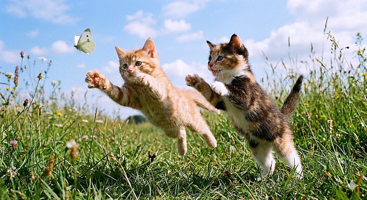「待て待て〜！🦋 青空の下、白い蝶々を追いかけて元気いっぱいに大ジャーーンプする子猫たち🐾✨」A dynamic action shot of two excited kittens, under 8 weeks old, chasing a white butterfly fluttering over a green grassy field under a clear blue sky. The ginger kitten on the left is leaping high into the air with its paws reached out, while the calico kitten on the right stands on its hind legs, also reaching for the butterfly. 晴れ渡る青空の下、緑の草地を舞う白い蝶を追いかける生後8週未満の2匹の子猫のアクション写真。左の茶トラの子猫が前足をいっぱいに伸ばして空中に大きくジャンプし、右の三毛猫も後ろ足で立ち上がって一生懸命に手を伸ばしている躍動感あふれる光景