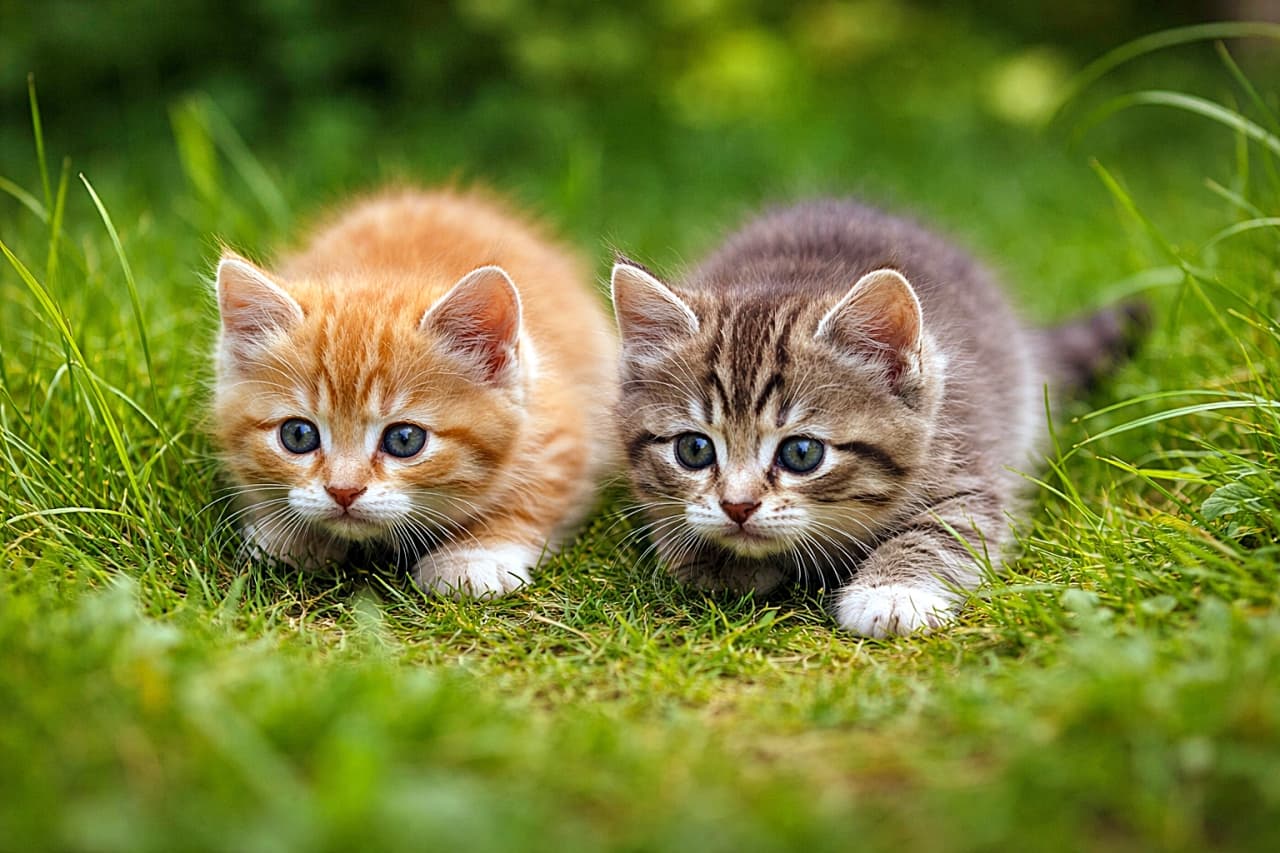 「遊び半分、本気半分。小さな体に宿る狩りの本能が、草むらで静かに目を覚ます瞬間🐾」Two kittens under eight weeks old crouch low in the grass, bodies tense and eyes fixed forward, instinctively stalking unseen prey in a natural setting. 生後8週未満の2匹の子猫が、草むらに身を低く伏せ、見えない獲物を狙って緊張した表情で前方を見つめている様子