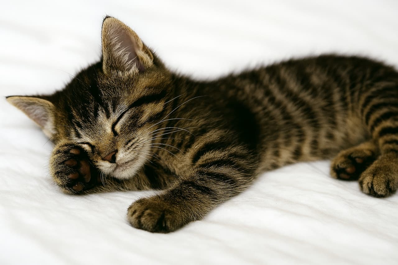 白いシーツの上で前足を顔に添え、目を閉じかけてうとうとするキジトラ子猫