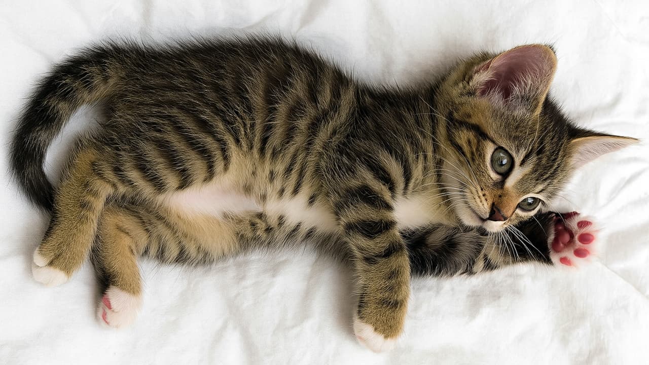 白い布の上で仰向けに寝転ぶ若いキジトラ子猫。大きな緑がかった灰色の瞳でこちらを見つめ、右前足を伸ばして肉球を見せている。柔らかな縞模様の毛並みと白いお腹が際立ち、愛らしい表情とリラックスした姿が温かみを感じさせる（横長構図）