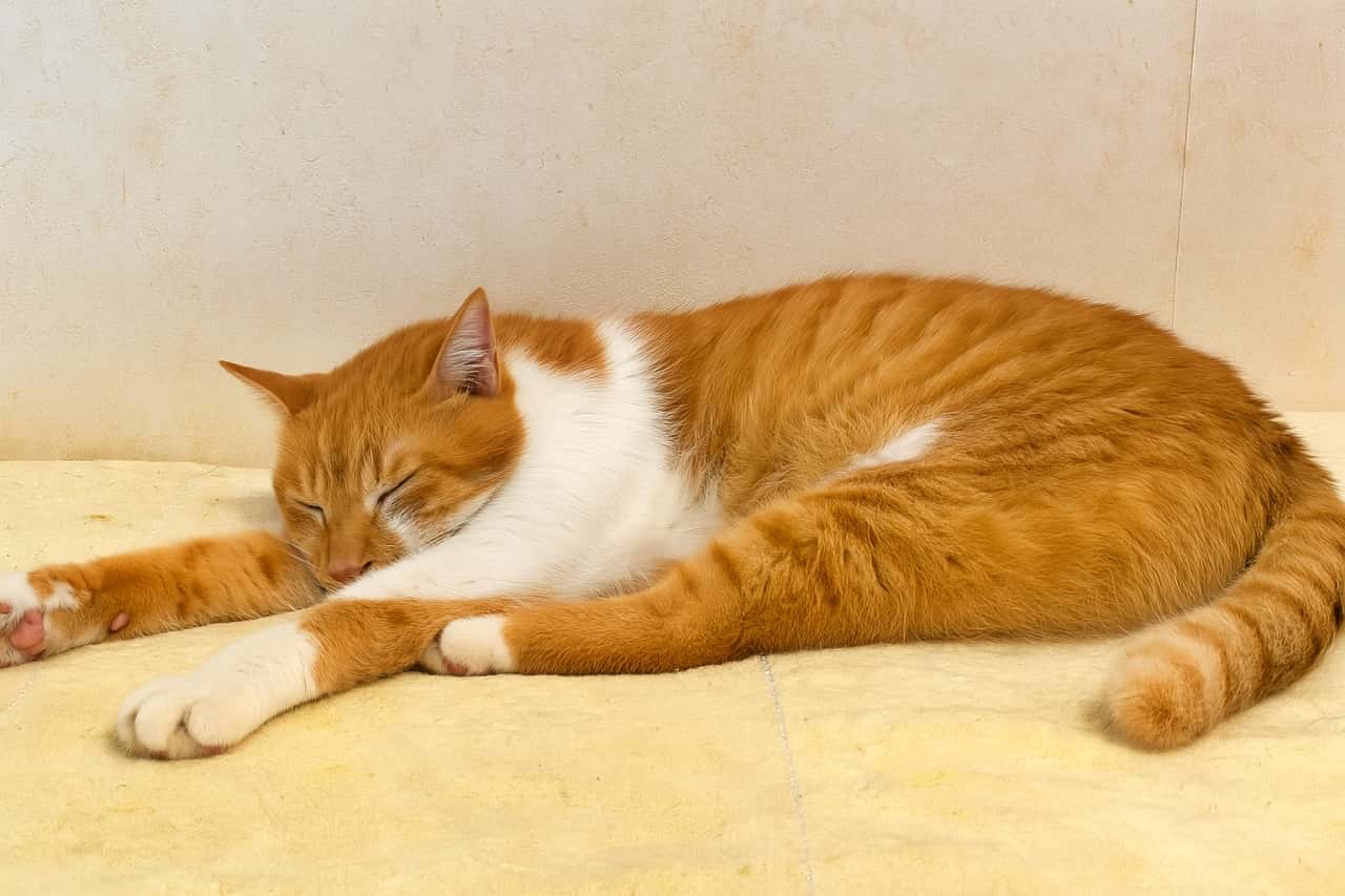 白と茶トラの猫が、淡い色のカーペットの上で前足を伸ばして眠っている。壁を背に、安心した表情で目を閉じている姿が穏やかな午後の空気を感じさせる