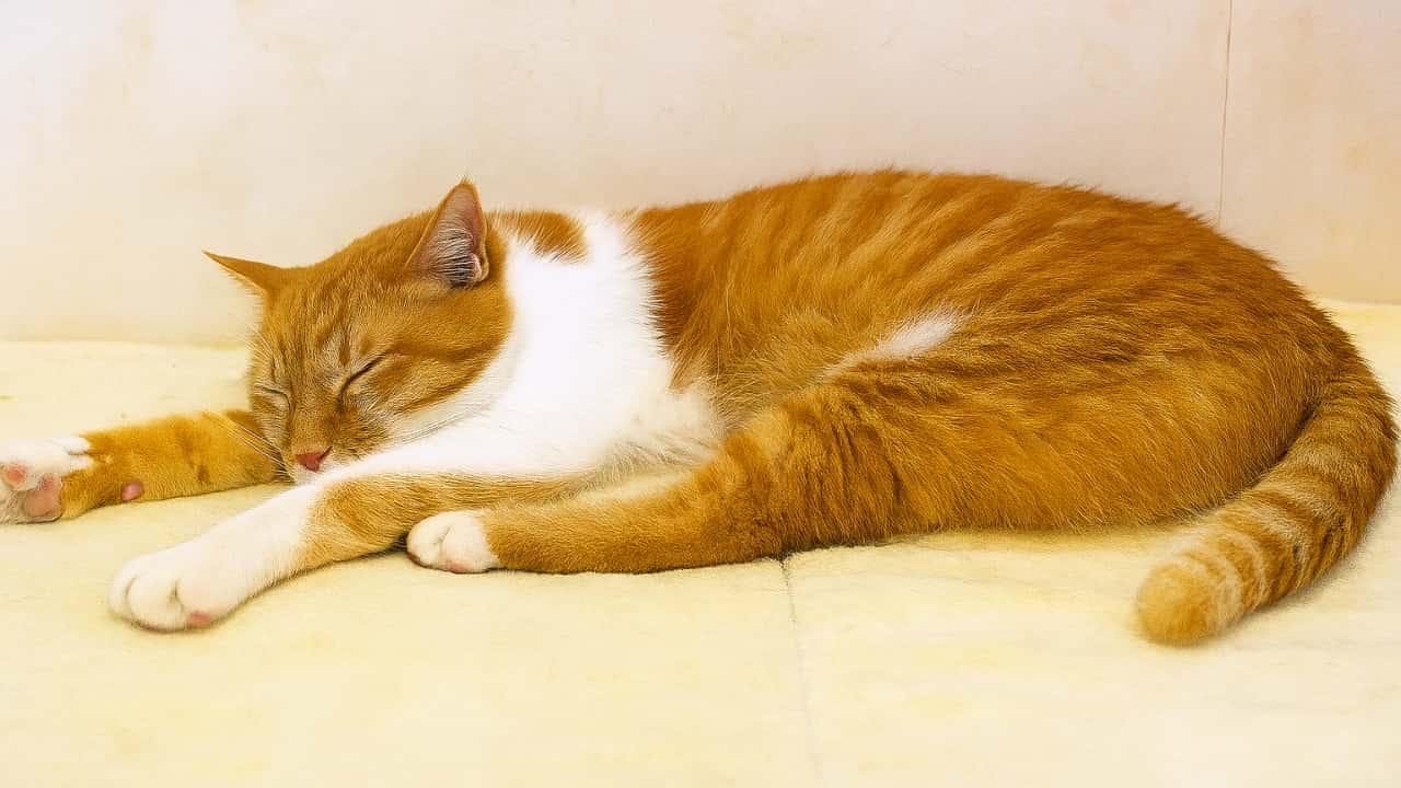 オレンジと白の猫が、柔らかな黄色のクッションの上で横になって眠っている。体を少し丸め、前足を伸ばした姿がリラックスした雰囲気を醸し出している