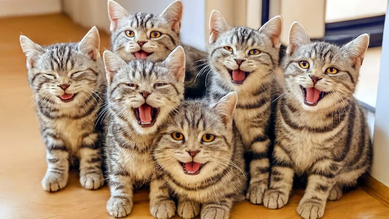 明るい光の差す室内で、6匹のシルバータビーの子猫が半円状に並んで座っている。前列中央の子は大きなあくび、隣はリラックスした笑顔、もう一匹はにっこりと口を開けている。後列の3匹は落ち着いた表情や柔らかな笑顔など、自然にばらけた表情を見せている