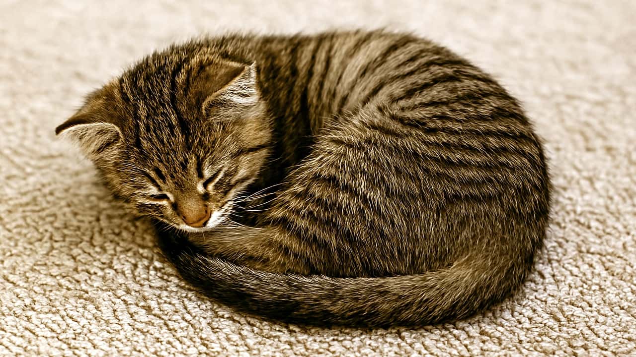 ベージュのカーペットの上で丸くなって眠るタビー子猫。構図は横長で、左右に広がるカーペットが穏やかな空間を演出している