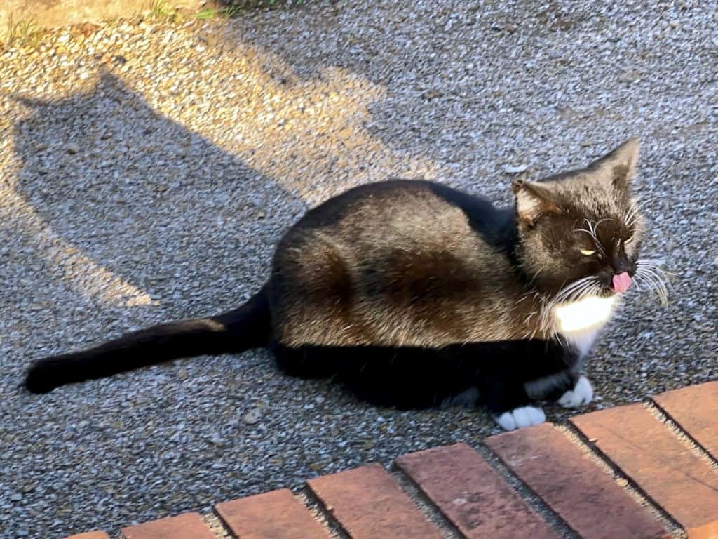 A black and white tuxedo cat sitting on gravel near a brick edge, sticking out its tongue playfully in the afternoon sun. 午後の陽ざしの中、レンガの縁に座って舌を出す黒白のハチワレ猫。砂利の上でお茶目な表情