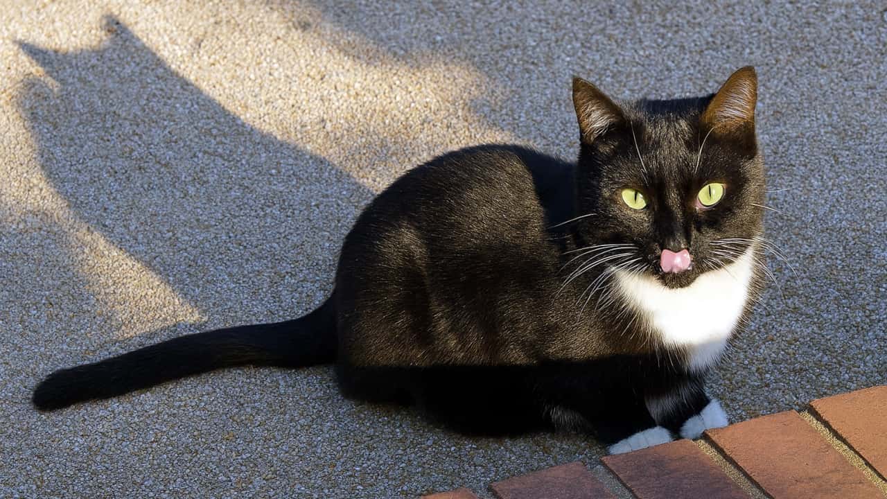 A black and white tuxedo cat sitting on gravel near a brick edge, looking at the camera with its tongue out. 黒白のハチワレ猫が舌を出しながらカメラ目線で座っている様子。砂利とレンガの縁が背景に映える
