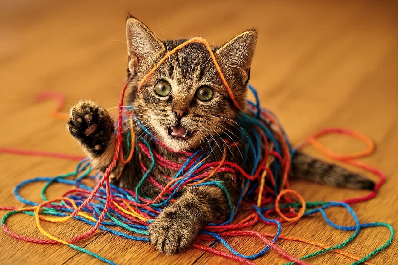 Ultra-photorealistic tabby kitten tangled in colorful yarn on bright wooden floor, high-resolution natural light photography, precise fur detail and realistic eyes.