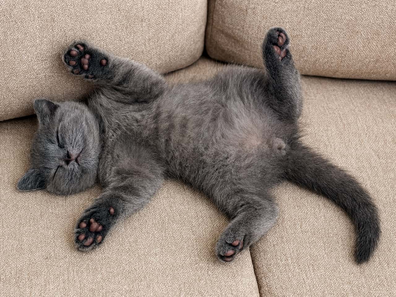 A grey kitten sleeping belly-up on a beige sofa, twisted into a comically relaxed pose with its paws pointing in different directions. Its soft fur and exposed pink paw pads evoke a sense of peace and gentle humor.