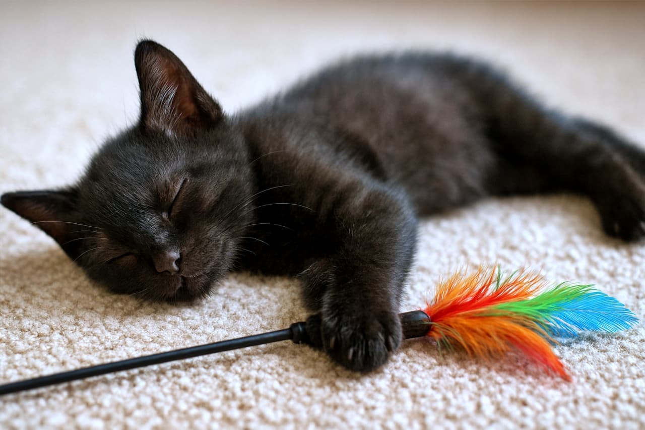 A black kitten sleeps on a light-colored carpet, its front paw gently resting on the string of a colorful feather toy.