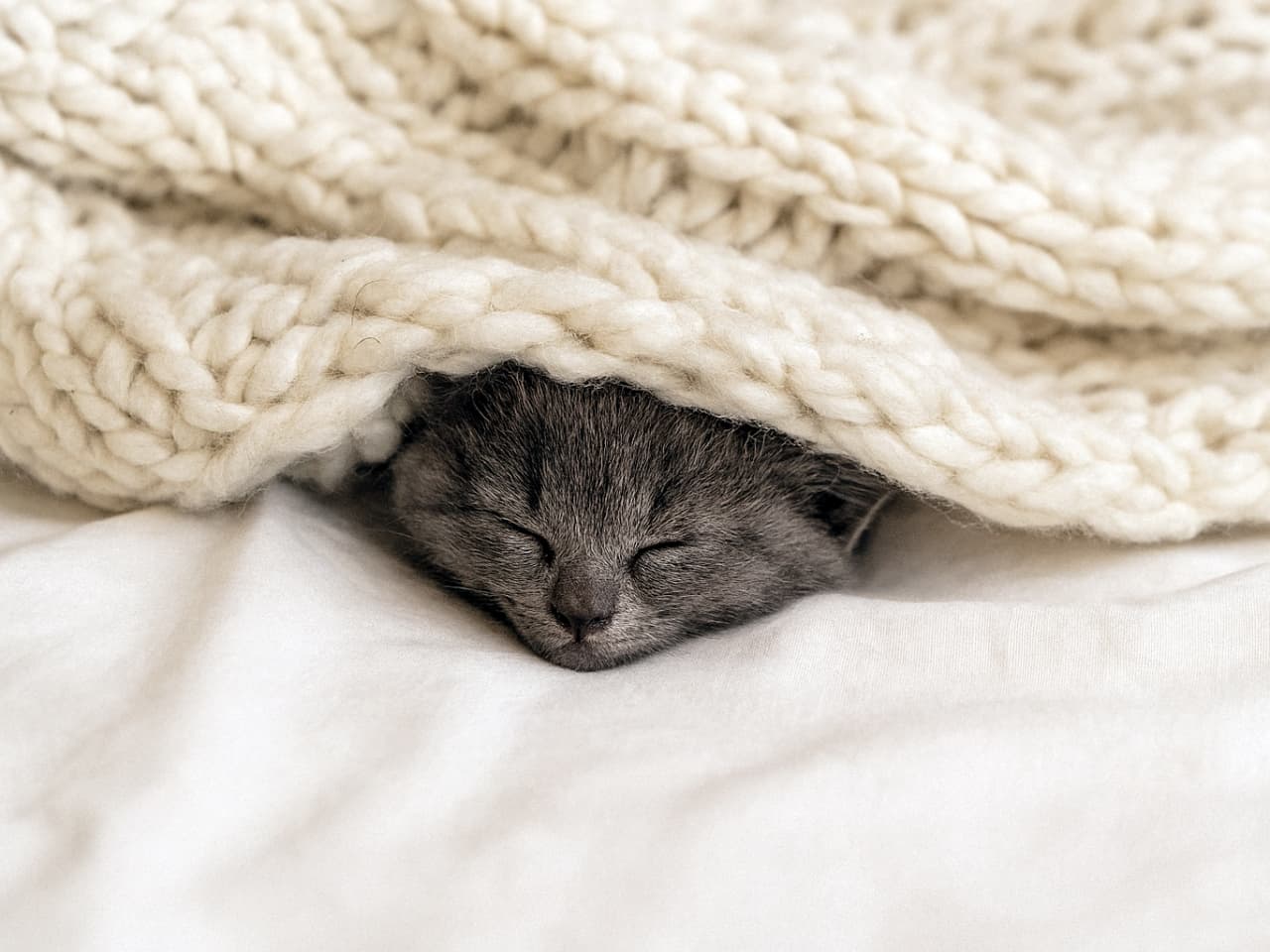 A close-up photo of a small grey kitten sleeping under a chunky cream-colored knitted blanket, with only its tiny head visible and eyes gently closed in peaceful rest.