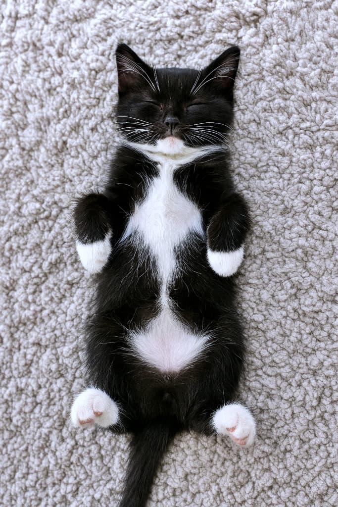 A black and white tuxedo kitten sleeps soundly on its back atop a soft, light-grey rug. Its belly is fully exposed, and all four paws dangle loosely in the air. The kitten’s eyes are closed, its white whiskers gently curved, and its pink nose rests peacefully between black cheeks. The plush rug’s texture contrasts with the kitten’s smooth fur, emphasizing the tranquility of the scene.