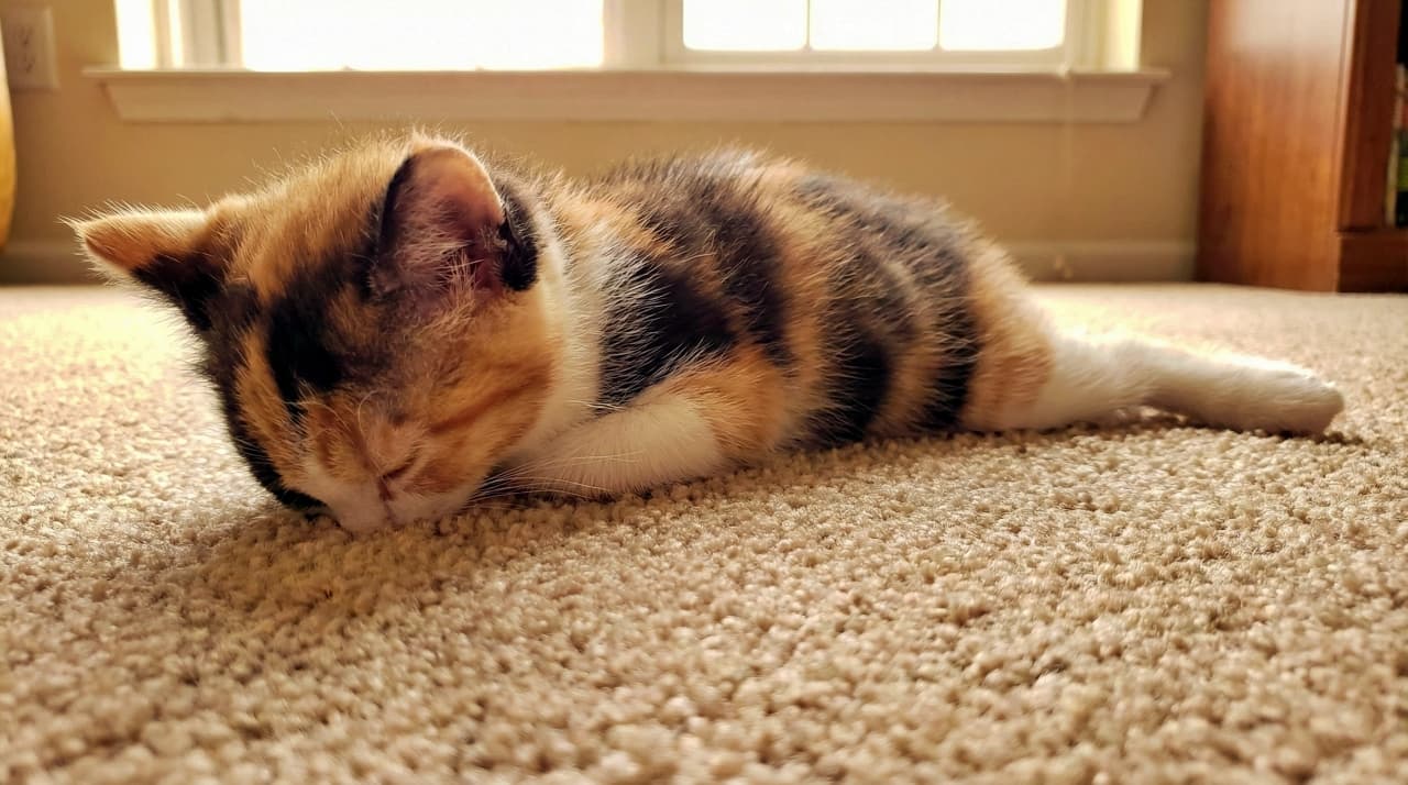 Fluffy calico kitten face-planting into the carpet while sleeping.