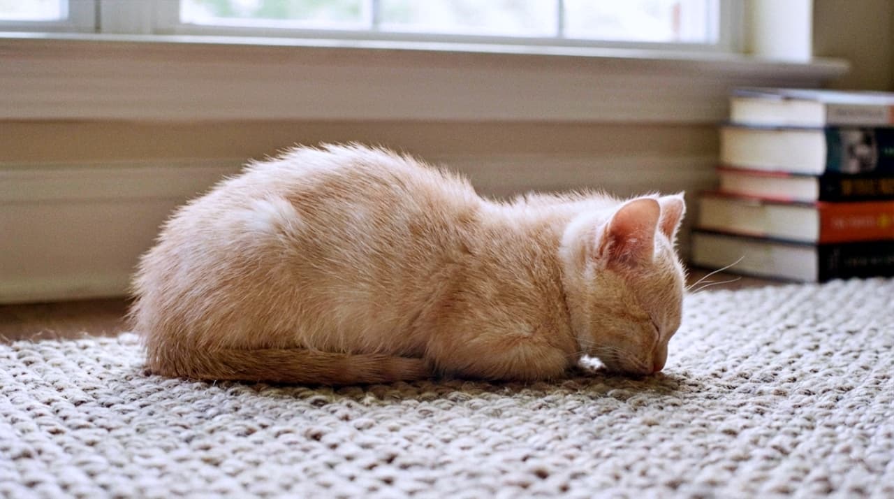 Cream-colored Munchkin kitten sleeping with legs tucked in a loaf position.