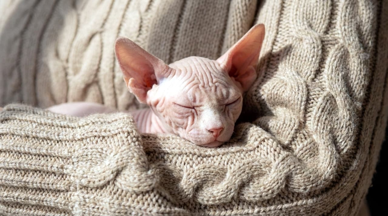 Hairless Sphynx kitten sleeping warmly inside the sleeve of a knitted sweater.