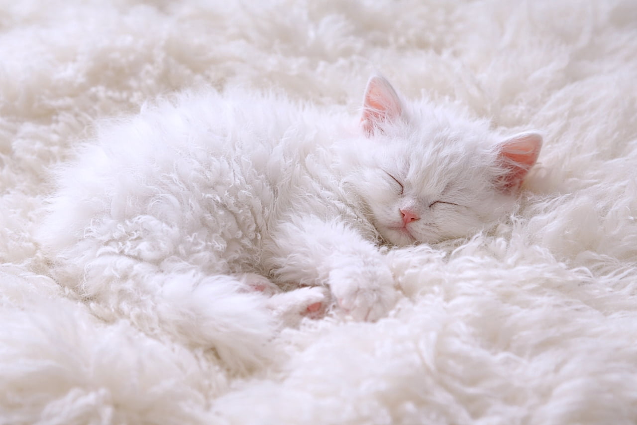 A high-key photo of a curly-haired white Selkirk Rex kitten sleeping peacefully on a white sheepskin rug, blending softly into the fluffy texture.