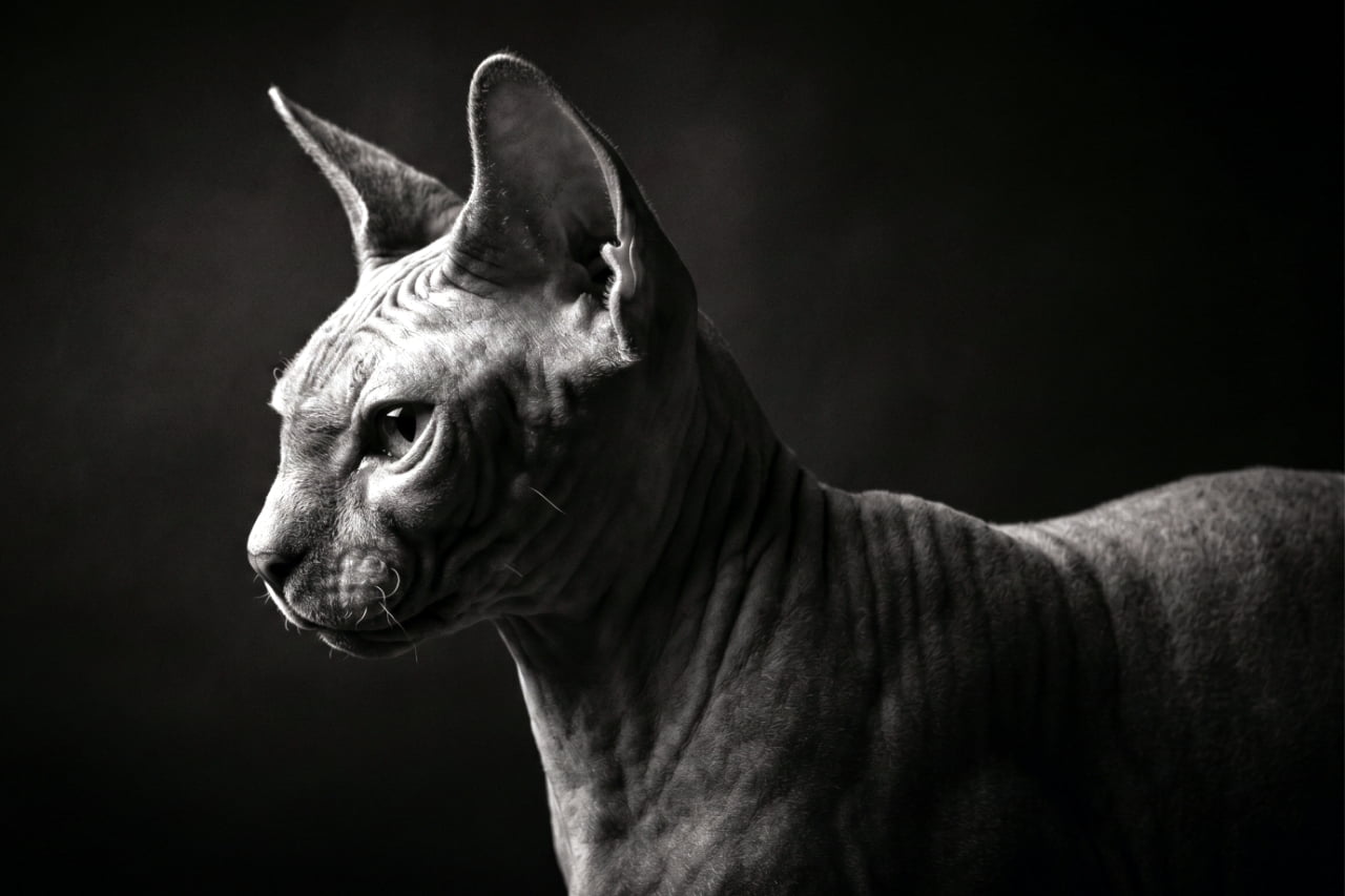 "Elegance in the shadows. 🖤 The striking profile of a beautiful Sphynx cat. Simply mesmerizing. ✨ #Sphynx #FineArtPhotography" Ultra-realistic high-quality portrait photograph of a Sphynx cat in profile, utilizing dramatic studio lighting and a dark background to highlight the texture of its skin.