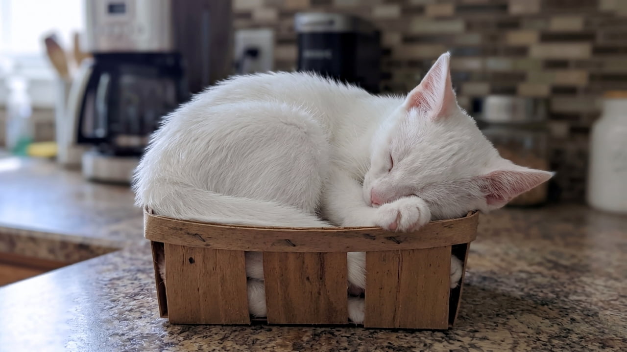 Ultra-realistic high-quality photograph of a Khao Manee kitten sleeping tightly curled up inside a small woven wooden basket on a granite kitchen countertop.