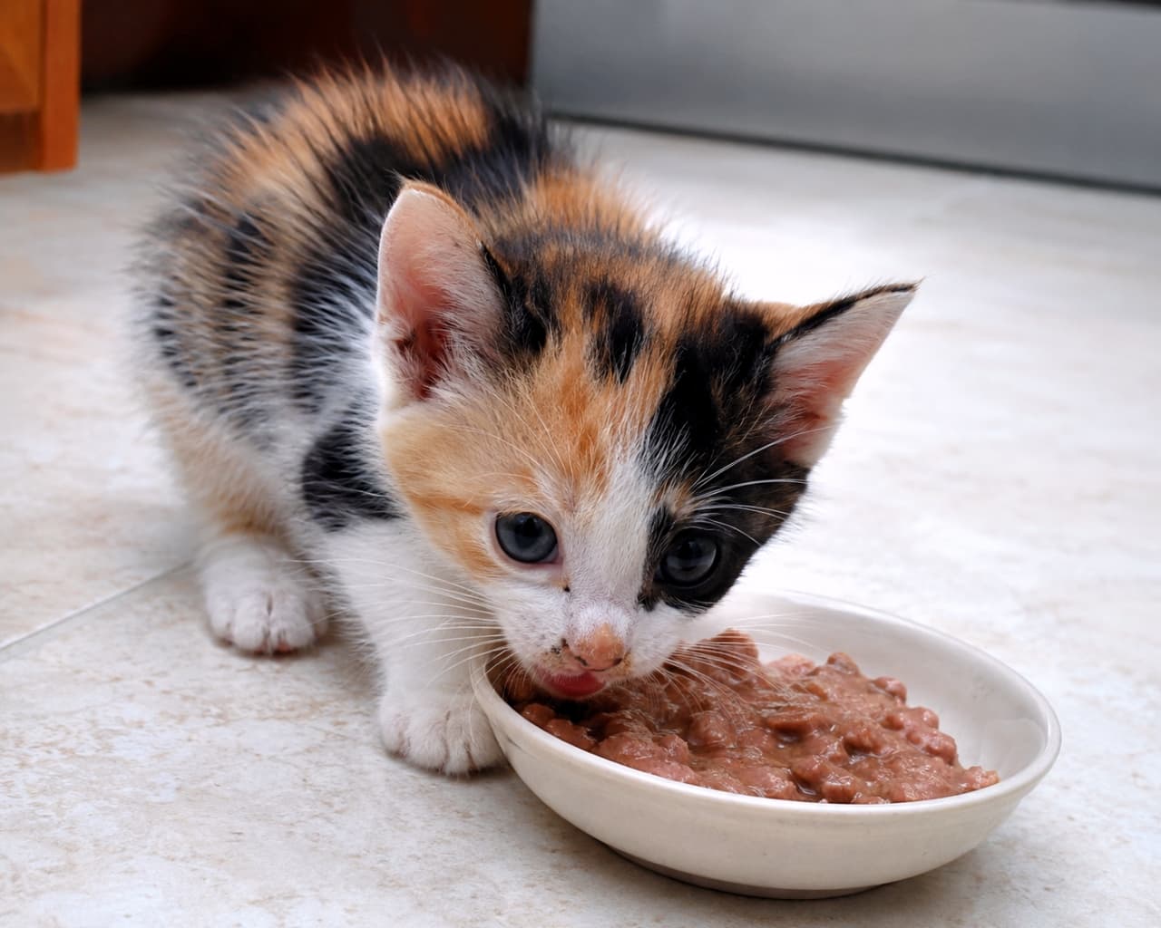 "First time trying the "good stuff!" 🥣 This messy eater is officially a big kitty now. Who knew wet food could be this delicious? 😻✨ #FirstMeal #KittenGrowth #YummyInMyTummy" Ultra-realistic high-quality photograph of a tiny calico kitten focused on eating wet food from a shallow white ceramic bowl. A few bits of food are on its nose, capturing the messy but cute milestone of transitioning to solid food. The background is a clean, neutral-toned floor with soft lighting.