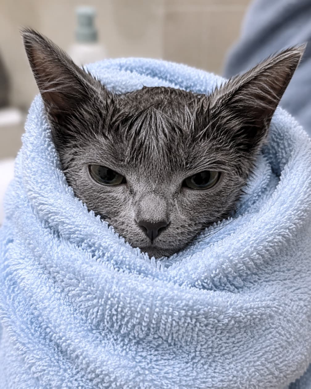 "The "I’m not sure about this" look! 😂 This little fluff-ball just survived their very first bath time. Clean, cozy, and ready for a long nap! 🛁✨ #KittenBath #FirstTime #SoapyKitty" Ultra-realistic high-quality photograph featuring a wet, grey kitten snugly wrapped in a fluffy light blue towel after its first bath. Only the kitten’s head with damp fur is visible, showing a slightly grumpy yet adorable expression. The focus is sharp on its dark, wide eyes, capturing a classic kitten milestone.