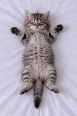""The bed is officially mine!" 💤 This tiny explorer just hit the ultimate comfort milestone: the first "belly-up" nap in the big bed. Total trust and zero worries! ✨ #KittenMilestones #BellyUp #SweetDreams #HomeComfort" Ultra-realistic high-quality photograph taken from a bird's-eye view, showing a tiny tabby kitten sleeping flat on its back with paws up in the middle of a massive king-size bed. The bed is covered in crisp white linens and pillows. Soft morning sunlight filters through the window, creating a serene milestone of a kitten feeling completely safe in its new home.