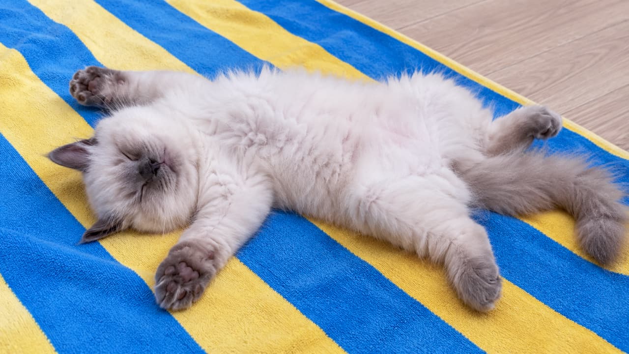 Ultra-realistic high-quality photograph of a fluffy Ragdoll-style kitten sleeping completely on its back (belly up) with paws stretched out on a vibrant blue and yellow striped towel. This highly defenseless and comical pose highlights its ultimate trust and relaxation.