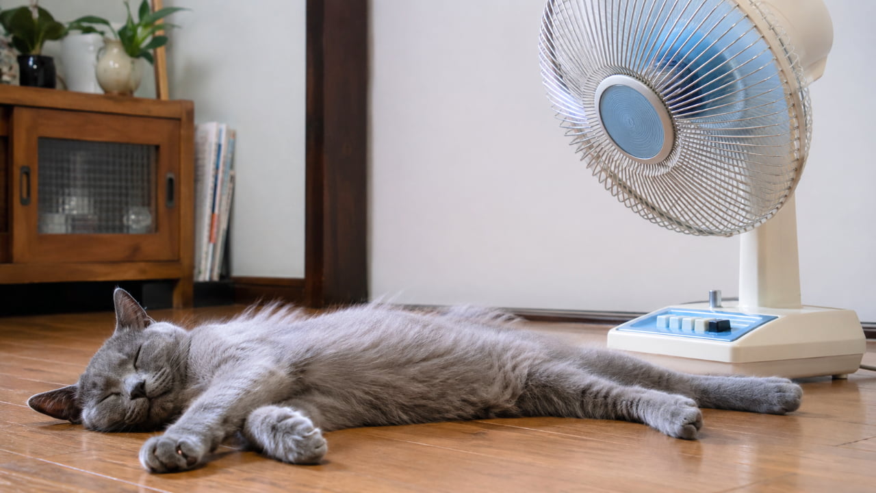 Ultra-realistic high-quality photograph of a sleek Russian Blue-style cat sleeping stretched out on a wooden floor right in front of a retro electric fan with blue blades. Captures a nostalgic summer scene and the clever way cats seek cool spots.