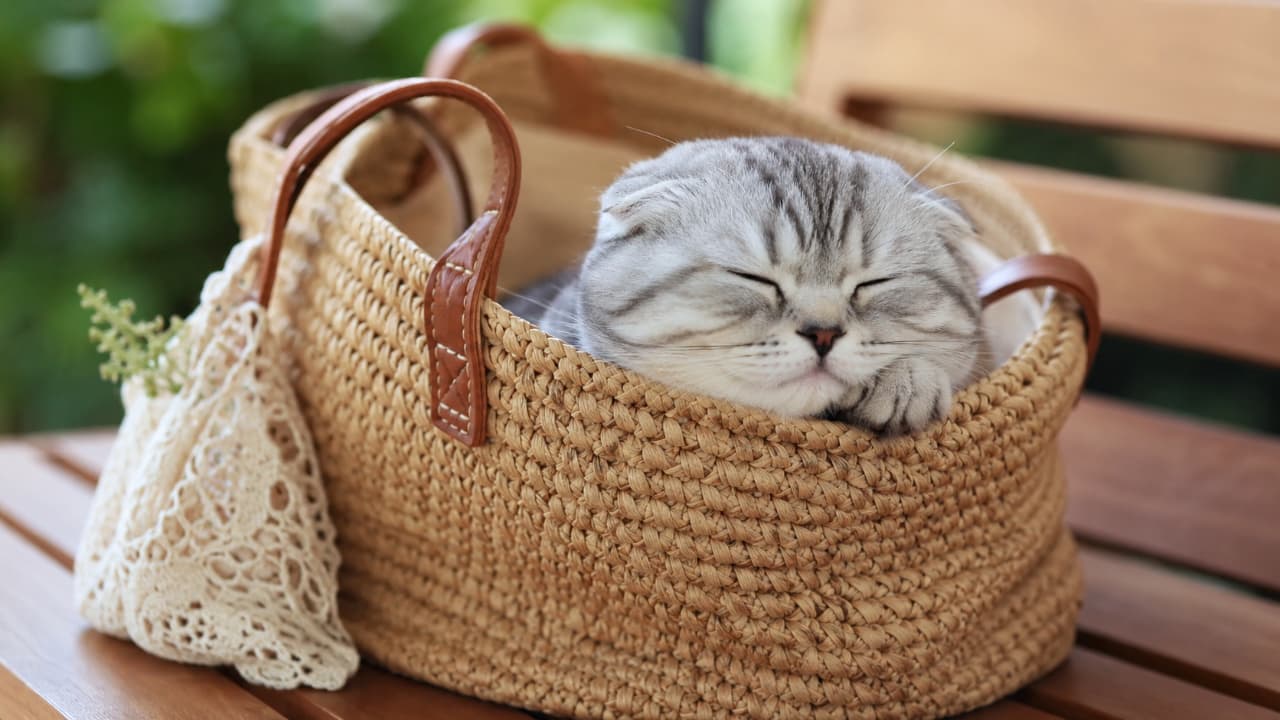 Ultra-realistic high-quality photograph of a silver tabby Scottish Fold kitten sleeping peacefully inside a woven straw basket bag. Its folded ears, round face resting on the edge, and the lush green bokeh background create a refreshing, summery vibe.