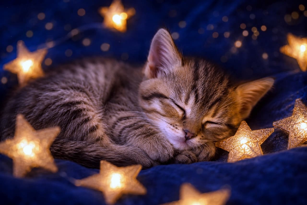 "Dreaming of the stars! 🌟 This little sleepyhead is melting my heart tonight. What's your beautiful Tanabata wish? 🎋🐾 #CatLovers #TanabataNight" Ultra-realistic high-quality photograph of an adorable mackerel tabby kitten fast asleep on a plush, dark blue textured blanket. The kitten's meticulously detailed fur features classic dark stripes, and its tiny paws are tucked sweetly near its peacefully closed eyes. The scene is warmly and softly illuminated by glowing star-shaped string lights gently scattered around the kitten, creating a deeply magical, cozy, and dreamy Tanabata night atmosphere.