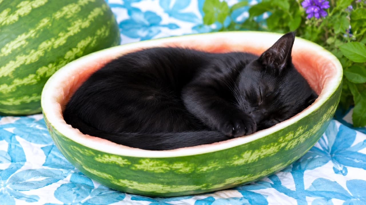 "The sweetest watermelon harvest ever! 🍉 This tiny void found the perfect summer bed. Comment with a 🍉 if this made your day sweeter! 🖤✨" An ultra-realistic high-quality photograph of a sleek, Bombay kitten curled up and sleeping deeply inside a hollowed-out half of a large green-striped watermelon. The vibrant pink flesh of the inner rind frames the kitten's glossy dark fur beautifully. The watermelon bowl rests on a blue and white tropical floral pattern quilt, with another whole watermelon and small purple flowers softly blurred in the background, creating a whimsical and vivid summer-themed setting.