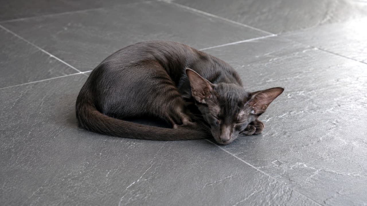 "Pure elegance in a perfect circle! 🖤 This sleek Oriental beauty found the coziest (and chicest!) spot on the floor. #CatNap #BlackCat #OrientalShorthair #SleekCat #CatInspiration" An ultra-realistic high-quality photograph from a medium-high angle, capturing a sleek, jet-black Oriental Shorthair cat curled up tightly into a perfect circle, sleeping deeply. Its characteristic large ears are folded back slightly, and its tail wraps around its body. The cat is resting on a textured, dark grey slate or tiled floor, which shows fine lines and texture. The lighting is low-key and directional, emphasizing the glossy, reflective sheen of the black fur against the matte floor.