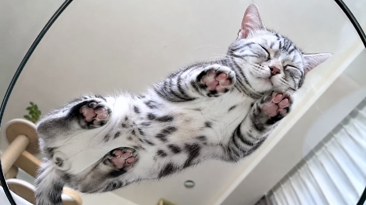 "Unlocking the ultimate view! Look at those perfect pink jellybeans pressed against the glass! 🐾 Press "Like" if you want to boop them! 😻✨" An ultra-realistic high-quality photograph of a sleeping silver tabby kitten, resembling an American Shorthair, resting on a transparent glass table. Captured from a low-angle perspective looking straight up, showcasing its soft white belly with dark spotted patterns and four adorable pink paw pads pressed flat against the glass. The kitten has its eyes blissfully closed, a gentle smile on its face, and its front paws curled up. The background features a softly blurred bright ceiling, a cat tower, and white curtains, creating a clean, airy, and warm interior atmosphere.