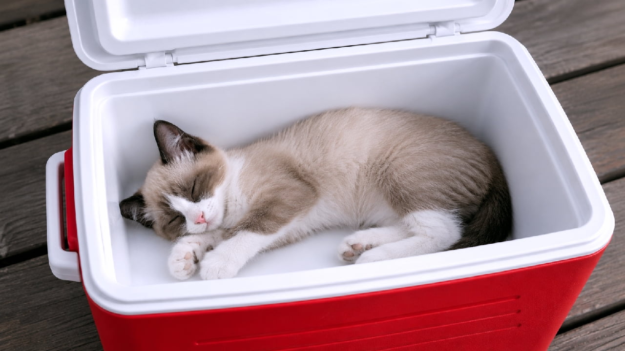 "The coolest passenger on this trip! ❄️🧳 Opened the cooler box and found this sweet sleeping surprise. Who's ready for a summer road trip? 🚗✨" An ultra-realistic high-quality photograph of a cute Snowshoe-mix kitten curled up and sleeping soundly inside a bright red plastic cooler box with a clean white interior. The kitten has soft greyish-brown fur on its back, a distinct white mask on its face with a pink nose, and adorable white paws tucked together. The cooler box lid is propped open, and the entire setup rests on a rustic dark wooden deck, creating a playful, unexpected, and refreshing outdoor summer scene.