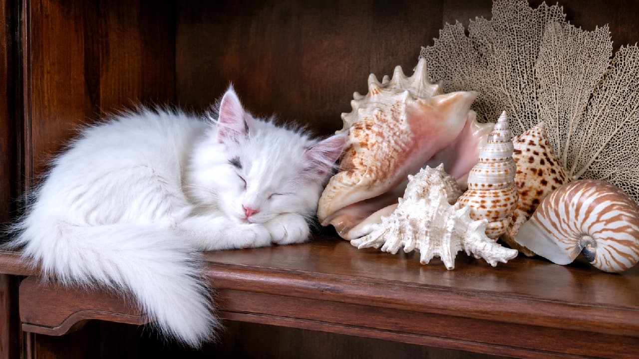 "Dreaming of the ocean breeze... 🐚 This elegant white kitty looks like a sea treasure sleeping among the shells. Save this post for pure serenity! 🌊✨" An ultra-realistic high-quality photograph of a pure white, fluffy Turkish Angora kitten sleeping peacefully curled up on a rich, dark brown antique wooden shelf. The kitten has delicate pink skin visible inside its ears and a tiny pink nose, with its fluffy tail draped over the edge. Curled next to it is a beautiful collection of marine elements, including a large pink conch shell, a textured murex shell, a spotted cowrie, a chambered nautilus, and delicate sea fan coral, creating an elegant, coastal cottage core aesthetic.
