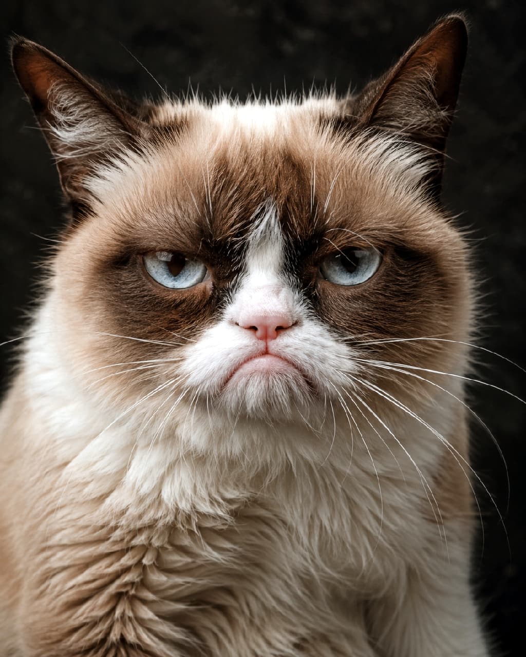 "Current mood when Monday hits standard delivery... 😼⚡ That iconically grumpy face says it all! Tag a friend who looks like this before their morning coffee ☕👇 #GrumpyCat #SnowshoeCat #CatMood #Relatable" An ultra-realistic high-quality photograph featuring a close-up portrait of a grumpy-looking Snowshoe mix cat with striking baby-blue eyes. The cat exhibits a distinct dark brown seal point face mask with an inverted white V-pattern on its nose bridge, framed by soft cream-colored chest fur and pointed ears. Its intensely hilarious frown and direct, unblinking gaze create an iconic grumpy expression. Captured with dramatic studio key lighting against a dark textured background, every fine whisker and hair detail is rendered in ultra-sharp precision.