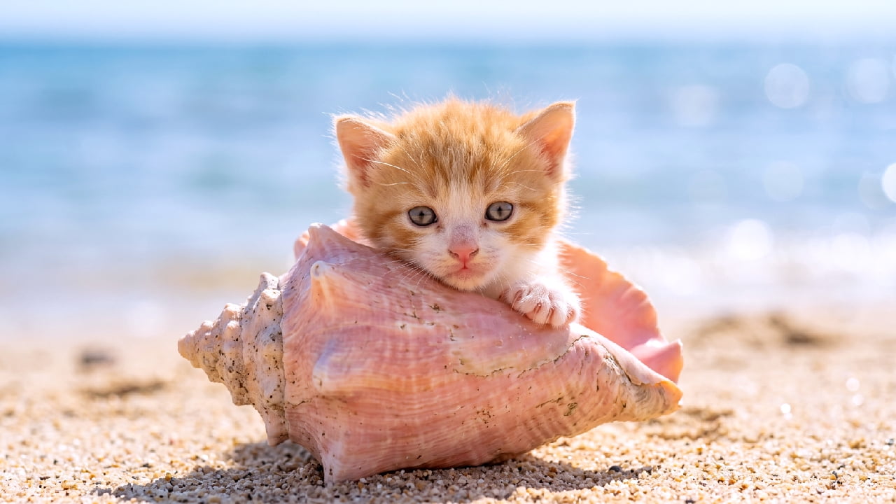 "Listening to the ocean's lullaby... 🌊🐚 Sometimes the best beach adventure is just relaxing by the waves. 🐾💙 #BeachVibes #KittenLove" Ultra-realistic high-quality photograph of an incredibly cute, fluffy orange and white tabby kitten resting on a sunlit sandy beach. The kitten is nestled cozily against a large, beautifully detailed pink conch seashell, resting its chin and soft little paws gently on the shell's edge. The kitten has a calm, gentle expression, looking softly forward. The background is a smooth, dreamy blur of bright blue ocean and sky, creating a peaceful, heartwarming, and deeply relaxing coastal atmosphere.