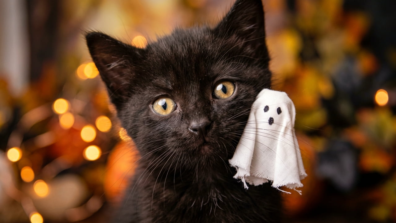 \"When you’re trying to be spooky but you’re just too tiny! 🖤👻 This little helper is ready for Halloween with their miniature ghostly friend! Who else is falling for this look? 🍂✨\" An ultra-realistic, high-quality, and heart-melting macro photograph of an incredibly tiny 6-week-old black kitten with fluffy, slightly spiked dark fur, looking directly into the camera with wide, curious, and slightly mismatched golden-yellow eyes. Its small nose and delicate whiskers are highly detailed, with a tiny, handmade white cloth ghost decoration—featuring a hand-drawn spooky face—resting gently against the right side of its face. The background is a dreamy, soft-focus bokeh filled with glowing warm orange and amber fairy lights, autumn leaves, and festive seasonal tones, creating a cozy and magical autumnal aesthetic.