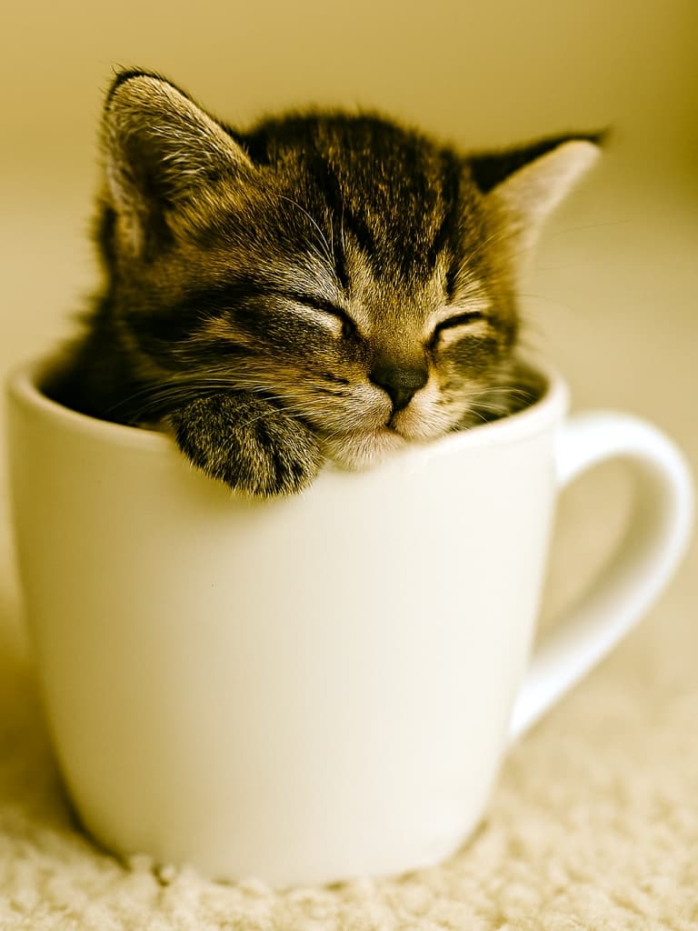 白いマグカップの縁にあごと右前足をちょこんと乗せて、気持ちよさそうに眠る子猫。小さな体がすっぽり収まり、安心した表情を浮かべている。A tiny kitten sleeping peacefully with its chin and right paw resting on the rim of a white mug, looking cozy and secure.