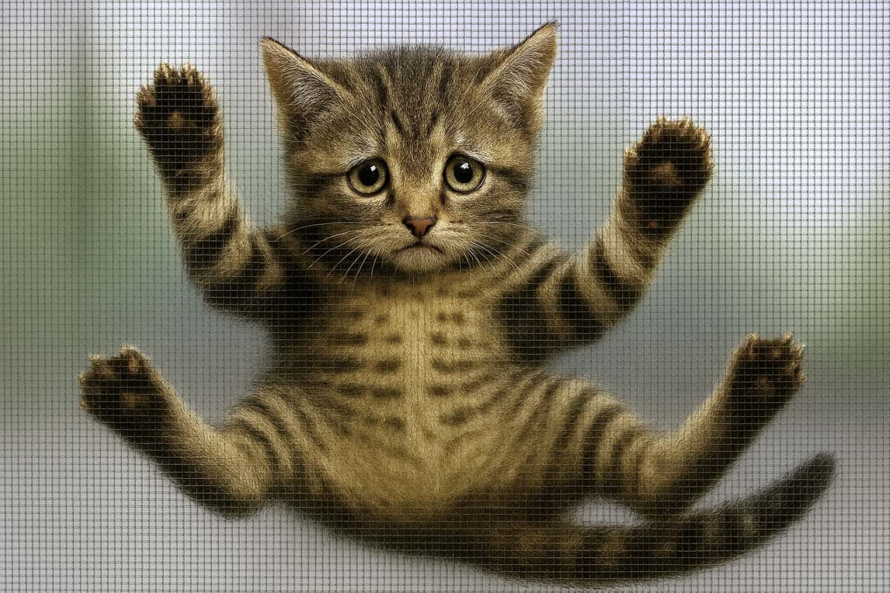 網戸にしがみついたまま降りられず、不安そうな表情を浮かべる子猫。全身に細かい網目がかかり、四肢を広げて必死にしがみついている